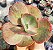 E. COPAHUE POTE 9 - Imagem 1