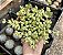 COTYLEDON PENDENS CUIA 13 - Imagem 1