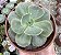 E. GIBB. ELEKTRA (CARÚNCULAS) POTE 9 - Imagem 1