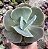 E. GIBB. OCEAN BLUE(CARÚNCULAS) POTE 9 - Imagem 1