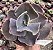 E. GIBB. ZIHE IMPORTADA (CARÚNCULAS) POTE 11 - Imagem 1