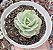 E. MOMOCA VARIEGATA  POTE 9 - Imagem 1