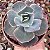 E. GIBB. SAHARA POTE 9 - Imagem 1