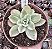 E. LEMON LIME VARIEGATA  POTE 11 - Imagem 1