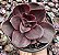 E. MAHOGANY ROSE POTE 9 - Imagem 1