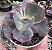 E. GIBB. CINDERELLA II POTE 9 - Imagem 1