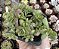 PORTULACA OLERACEA VAR. POTE 7 - Imagem 1