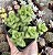 C. RUPESTRIS POTE 7 - Imagem 1