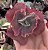 E. GIBB. SCARLET BLISS (CARÚNCULAS)  SEM RAIZ - Imagem 1