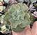 E. GIBB. HB. COREANA C/CARÚNCULAS SEM RAIZ - Imagem 1