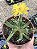 ROMBOPHYLLUM DOLABRIFORME POTE 9 - Imagem 1