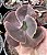 E. GIBB. PLUTO IMPORTADA SEM RAIZ - Imagem 1