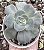 E. VENEZUELENSIS VAR. POTE 9 - Imagem 1