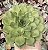 E. GREEN ROSE POTE 9 - Imagem 1