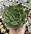 E. GREEN ROSE POTE 9 - Imagem 1