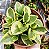 PEPEROMIA GLABELLA VARIEGATA CUIA 13 - Imagem 1