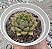 E. SETORUM VICTOR POTE 9 - Imagem 1