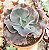 E. GIBB. AVOCADO POTE 15 - Imagem 1