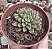 SINOCRASSULA DENSIROSULATA POTE 9 - Imagem 1