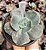 E. GIBB. ROSA DE JADE POTE 11 - Imagem 1