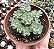 RHODIOLA PACHYCLADOS POTE 9 - Imagem 1