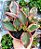 PEPEROMIA TRICOLOR CUIA 13 - Imagem 1