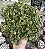 PEPEROMIA ASA DE ANJO CUIA 13 - Imagem 1