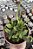 PEPEROMIA TETRAGONA CUIA 13 - Imagem 1
