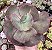 E. SUYON POTE 11 - Imagem 1