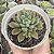 SINOCRASSULA DESINROSULATA POTE 9 - Imagem 1