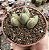 CONOPHYTUM BILOBUM POTE 6 (sem raiz) - Imagem 1