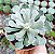 SENECIO SCAPOSUS VAR. ADOENSIS POTE 9 - Imagem 1