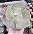 E. PERUVIAN ROSE POTE 9 - Imagem 1