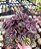 PEPEROMIA CAPERATA ROXA CUIA 13 - Imagem 1