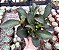 PEPEROMIA CLUSIIFOLIA RUBI CUIA 13 - Imagem 1