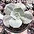 E. ROSA DE JADE POTE 11 - Imagem 1