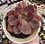 E. AUTUMN FLAME POTE 9 - Imagem 1