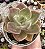 E. GREEN LADY POTE 9 - Imagem 1
