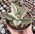 K. TOMENTOSA VARIEGATA POTE 9 - Imagem 1