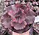 E. GIBB. TIBOUCHINA  POTE 11 - Imagem 1