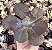 E. GIBB. MOMORDICA CHARANTIA POTE 11 - Imagem 1