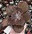 E. GIBB. MOMORDICA CHARANTIA POTE 9 - Imagem 1