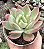 E. LUELLA VAR. POTE 9 - Imagem 1