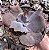 E. GIBB. VISTA POTE 11 (pouca raiz) - Imagem 1