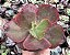E. GIBB. HÍBRIDA COREANA POTE 11 - Imagem 1
