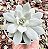 E. PEACOCKII POTE 9 - Imagem 1
