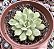 E. ROSALINDA VAR. POTE 9 - Imagem 1