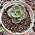 E. MANDALA POTE 9 (PEQUENA) - Imagem 1
