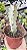 EUPHORBIA LACTEA VAR. (WHITE GHOST) POTE 9 - Imagem 1
