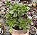 E. MULTICAULIS POTE 9 - Imagem 1